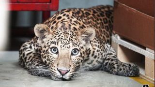 Viral Video: Leopard Strays Inside Mercedes-Benz Factory in Pune, Plant Operations Halted For 6 Hours