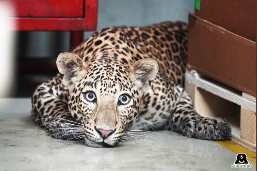 Pink leopard spotted in Rajasthan