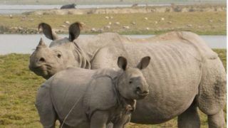 Kaziranga National Park To Remain Close From March 26 To Conduct One-Horned Rhino Census