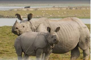 Kaziranga National Park To Remain Close From March 26 To Conduct One-Horned Rhino Census