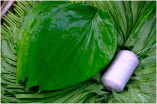 Ayurveda Tips: Here's Everything You Need to Know About The Benefits of Betel Leaf