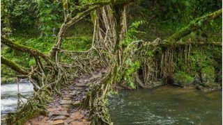 Meghalaya’s Living Root Bridges Finds a Place in UNESCO World Heritage Site’s Tentative List