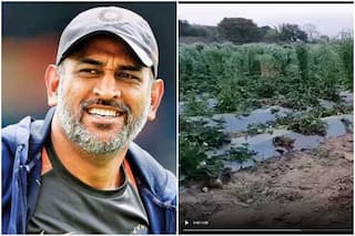 होली पर MS Dhoni के फार्महाउस ने दिया स्पेशल ऑफर, रांची में हैं तो होगा खूब फायदा