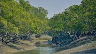Sundarbans Travel Update: West Bengal is Planning Ways to Boost Tourism Infrastructure