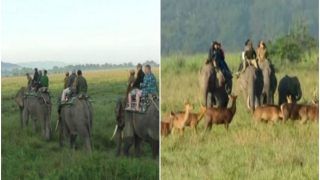 Assam's Kaziranga National Park Witnesses Tremendous Rise in Tourist Footfall, Highest in 12 Years