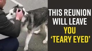 Viral Video: A Dog Reunites With His Owner, It Is Simply Wonderful to Look at | Watch Video