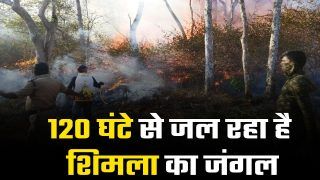 शिमला के जंगल में लगी आग, 89 लाख का हुआ नुकसान