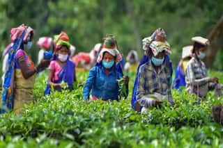 Sri Lanka Crisis A Boon For Indian Tea Exporters? Know What Experts Have To Say