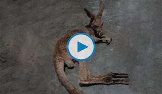 Kangaroos Spotted Wandering The Streets of West Bengal's Jalpaiguri, Probe Ordered | Watch