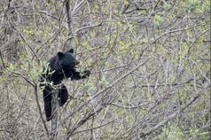 Wild Bear Strays Into Villages in Madhya Pradesh's Betul; Attacks 4 People, Climbs Up Tree