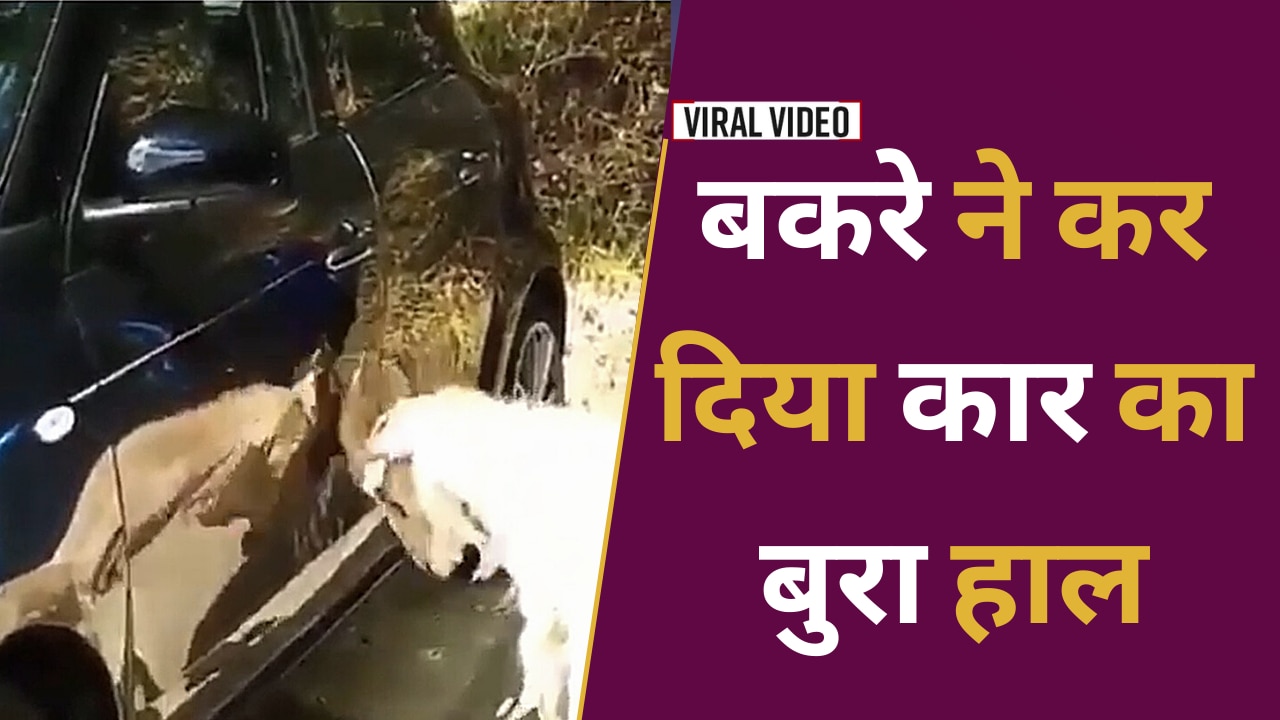 Bakra Viral Video: एक बकरे ने कार का कर दिया बुरा हाल
