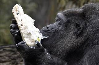 Fatou, Oldest Female Gorilla in Captivity Celebrates Her 65th Birthday With Elan | Watch