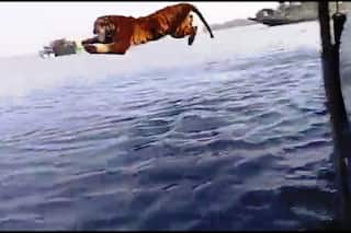 Royal Bengal Tiger Rules Net With Amazing Jumping Skills, Shows ‘Who’s The Boss’ | WATCH