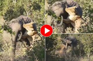 Hathi Aur Sherni Ki Ladai: हाथी से भिड़ने की भूल कर बैठी शेरनी, फिर हुई ऐसी हालत जान बचाकर भागी जंगल की ओर- देखें वीडियो