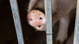 Tripura Orders Mass Execution Of Pigs Amid African Swine Fever; Multiple Graves Dug Up