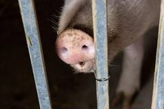 Meghalaya: African Swine Fever Outbreak Kills 259 Pigs In Ri-Bhoi District