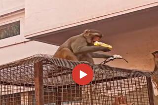 Bandar Ka Video: खाना नहीं दिया तो बंदर ने लगाया तगड़ा जुगाड़, शख्स को जाल में फंसाकर ऐसे किया डील- देखें वीडियो