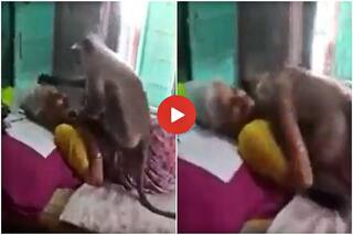 Bandar Ka Video: दो दिन खाना नहीं दिया तो बूढ़ी महिला के घर पहुंच गया बंदर, फिर जो किया वो पहले नहीं देखा होगा- देखें वीडियो