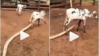 Viral Video: Massive Python Attacks Baby Cow, Latches Onto Its Leg | What Happened Next