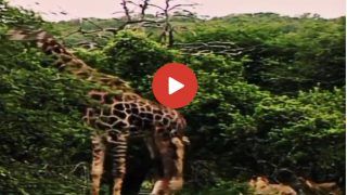 Sher Aur Giraffe Ki Ladai: शेर ने बच्चों संग पकड़ ली जिराफ की टांग, फिर पड़ी ऐसी जोरदार किक कभी भूल नहीं पाएगा- देखें वीडियो