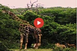 india.com top news
