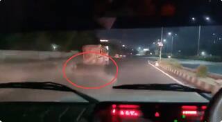 Smugglers Throw Cattle From Truck In Dramatic High-Speed Chase In Gurugram | Watch