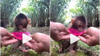 Viral Video: Baby Monkey Eats Dragon Fruit For The First Time, Reaction is Too Adorable | Watch