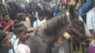 Horse Spotted Travelling in Crowded Local Train in West Bengal, Probe Ordered After Pic Goes Viral