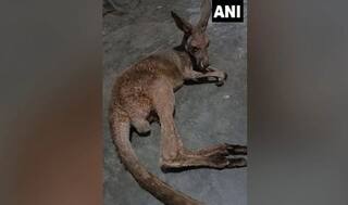 1 Baby Kangaroo Found Dead, 3 Rescued in Bengal's Jalpaiguri