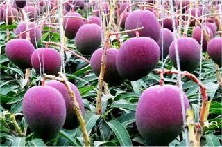 Do You Know Where Is World's Most Costliest Mangoes Grown?