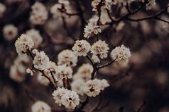 Apricot Blossom Festival 2022 Begins From This Date, Here's All About The Event