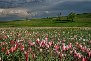 J&K Department of Tourism Hosts 7-Day Long Food Festival at The Tulip Garden - See Stunning Visuals