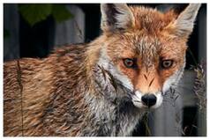 'Aggressive' Red Fox Captured After Biting US Lawmaker, Reporter