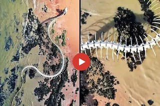 Sanp Ka Video: गूगल मैप्स पर फ्रांस में दिखा विशालकाय 'सांप का कंकाल', जिसने भी देखा यकीन ना कर पाया । देखें वीडियो