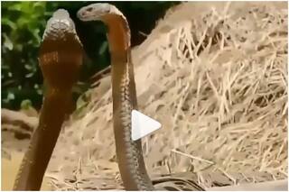 Naag Naagin Dance? Video of Two Snakes Twirling Around Each Other Goes Viral | Watch