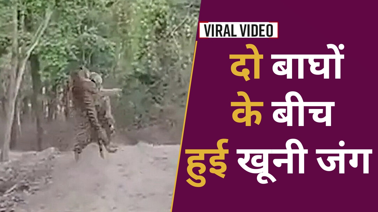 Viral Video: आखिर क्यों लड़ पड़े दो बाघ, देखिए इस वायरल वीडियो में