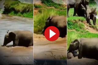 Hathi Ka Video: घनघोर मुसीबत में पड़ गया पानी पीने आया हाथियों का झुंड, नजारा देख वहीं थम जाएंगी आंखें- देखें वीडियो