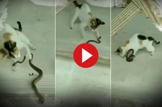 Sanp Aur Billi Ki Ladai: सांप को देखते ही झपट पड़ी बिल्ली, फिर हुई ऐसी जंग अंदर तक हिल जाएंगे- देखें वीडियो