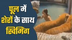 Sher Ka Video: शेरों के साथ स्विमिंग पूल में नहाता दिखा शख्स, लंगूर और लड़के के बीच घमासान युद्ध, आगे जो हुआ सब देखकर रह गए दंग