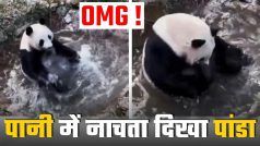 Panda Ka Video: गर्मी में पांडा की कूल पार्टी, गजब है बिल्ली और बच्चे की दोस्ती | देखें ये वीडियो