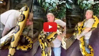 Viral Video: 20-Foot-Long Python Squeezes Its Handler With Force at Reptile Zoo. Watch