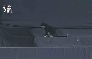 IPL 2022: काली बिल्ली ने रोका बैंगलोर vs हैदराबाद मैच, फैंस हुए हैरान