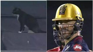 Cat Enjoying IPL 2022 Game Between RCB-PBKS Steals Show; Watch VIRAL Video