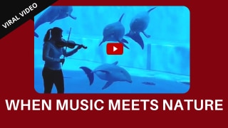 Watch Video: Ever Seen Dolphins Enjoying Music?