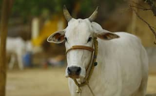 Holy Cow! 7 UP Govt Doctors Engaged to Care For Fatehpur DM Anupriya Dubey   s Sick Bovine