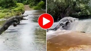 Viral Video: Alligator Comes Out Of Water To Hunt Then Disappears in River. Watch