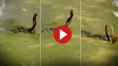 Nag Nagin Love Video: पानी में अचानक प्रेम करने लगा नाग-नागिन का जोड़ा, फिर वो हुआ जो कभी नहीं देखा होगा | देखें वीडियो