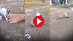 Billi Aur Doggy Ki Ladai: बिल्ली से भिड़ने की गलती कर गया डॉगी, हुआ ऐसा हाल अब कभी पंगा नहीं लेगा | देखें Video