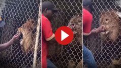 Sher Ka Video: पिंजरे में बंद शेर को परेशान कर रहा था शख्स, हुआ ऐसा हाल हमेशा याद रखेगा | देखें वीडियो