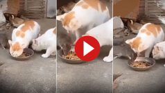 Chuhe Billi Ka Video: खुद बिल्लियों के सामने तनकर खड़ा हो गया चूहा, उसके बाद जो किया सोच नहीं सकते | देखें ये वीडियो